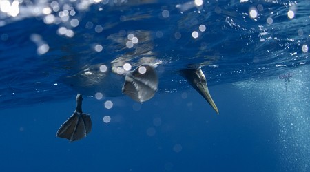 The Galapagos Islands and many of their unique creatures are at risk from warming waters