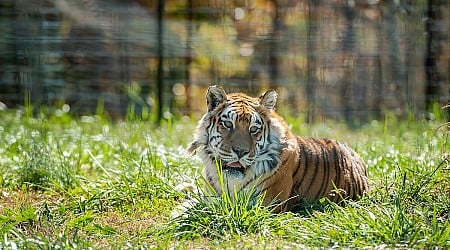 Glamp With Tigers at This Wildlife Refuge in the Ozarks