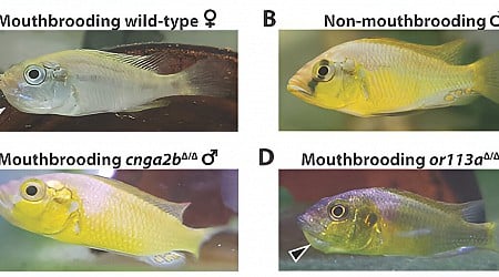 Genetic mutation prompts 'deadbeat dad' fish to start raising their offspring
