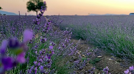 Cómo un mercado en expansión creó una de las maravillas naturales de España: cinco sitios donde ver la lavanda en flor