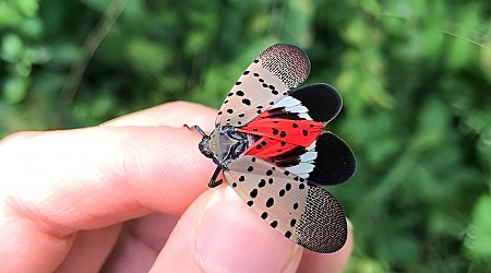 Now entering their adult phase, spotted lanternflies are headed into their invasive peak