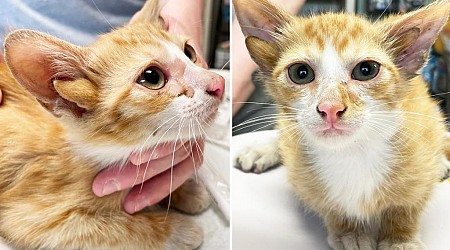 Tennessee kitten named Audio has 4 ears due to 'extremely rare genetic mutation'