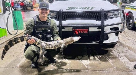 Mystery alligator found wandering on North Carolina road