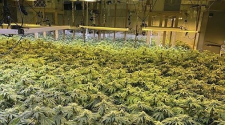 Utility company’s proposal to rat out hidden marijuana operations to police raises privacy concerns