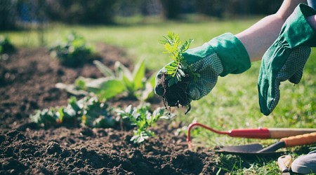 Here’s why some people should wear a mask and gloves while gardening