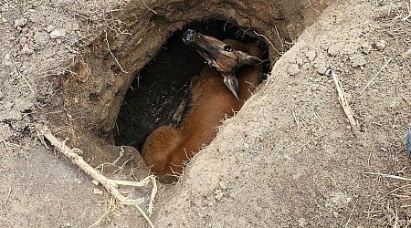 Firefighters hoist deer out of hole on Wisconsin college campus