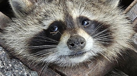 Firefighters rescue raccoon stuck in storm drain grate