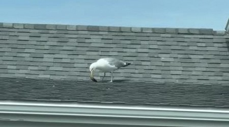 Thieving seagull snatches man's wallet in grocery store parking lot