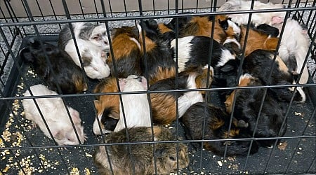 Dracut, MA dozens of guinea pigs abandoned