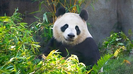 Giant pandas return to California for the first time since 2019