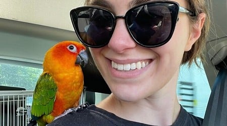 Mass. parrot goes missing in Maine, owners offer $1,000 reward