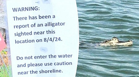 Alligator spotted swimming in Lake Erie off Pennsylvania shore