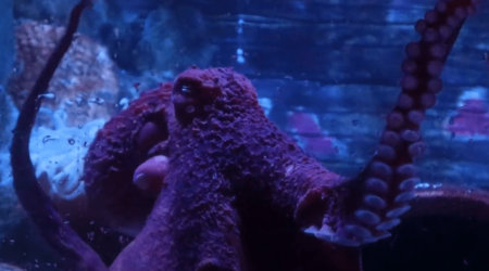 SEA LIFE Kansas City has new octopus, help pick it's name