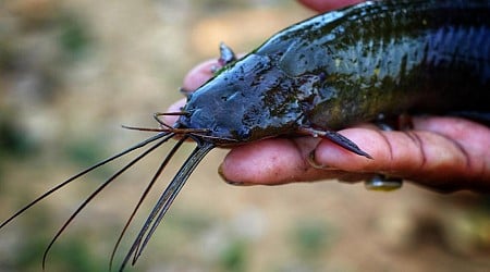 Mucus-covered walking catfish are army-crawling on Florida roads after Hurricane Debby. What to know about the species.