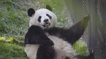 The panda-drought ends in California as San Diego Zoo's new arrivals welcome visitors