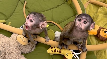 Two newborn patas monkeys being hand-raised at New York zoo