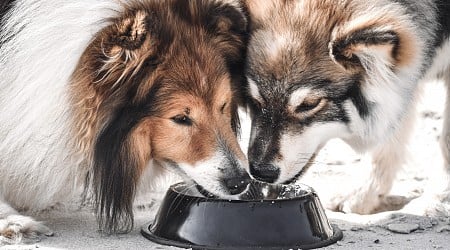 Dog Owners Warned Against Using Public Water Bowls