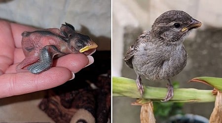 'He's Our Bird': Manhattan Sparrow Stranded After Derecho A Fighter