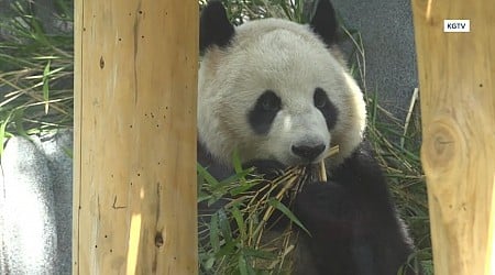 WATCH: Pandas make debut at San Diego Zoo