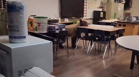 Video: Bear breaks into California classroom, eats student lunches