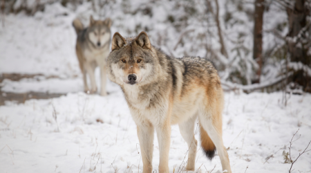 Colorado Parks and Wildlife waited weeks to tell public it lost its source for wolves