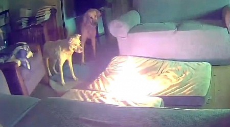 Oklahoma dog starts house fire by chewing on battery