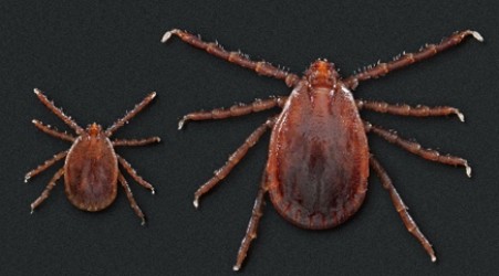 Asian longhorned tick found, says Okla. Dept. of Agriculture