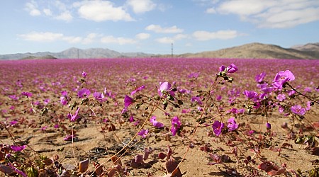 Unusual rainfall brings winter flowers to Chile's Atacama desert