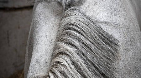 EN IMAGES - Les grooms, un métier olympique au service du cheval