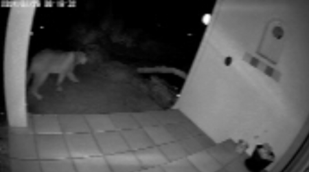 Large mountain lion caught on camera strolling through yard in California