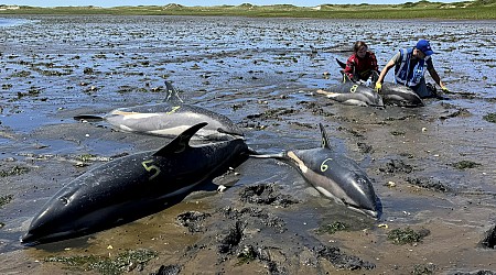 Cape Cod's fishhook topography makes it a global hotspot for mass strandings by dolphins