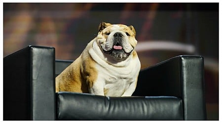 West Virginia Gov. Jim Justice appears on RNC stage with pet bulldog 'Babydog'