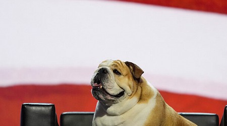 Babydog joins West Virginia Gov. Jim Justice on stage at Republican National Convention