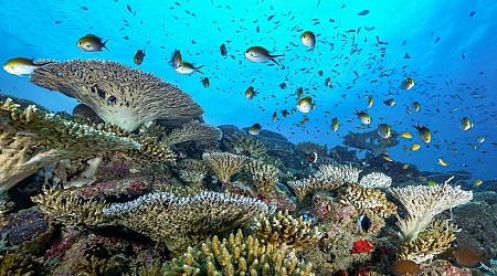 Controversial idea to save corals would replace them with new species