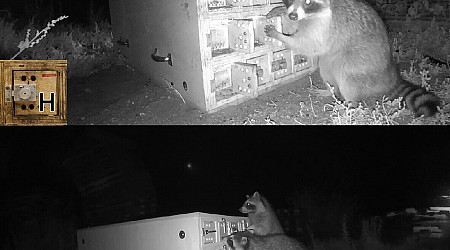 Wild raccoons are flexible learners, puzzle box study shows