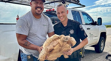 Escaped tortoise travels 3 miles to Arizona highway