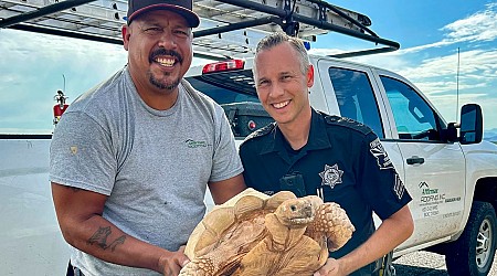 Large desert tortoise rescued from Arizona highway after escaping from ostrich ranch 3 miles away