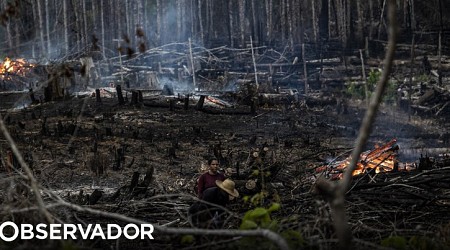 Desflorestação na Amazónia brasileira volta a subir após 15 meses de diminuição