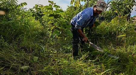 Lutte contre la déforestation : les concessions forestières mayas au Guatemala, un modèle à suivre