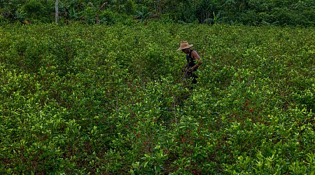 Colombia Faces New Problem: Too Much Cocaine...