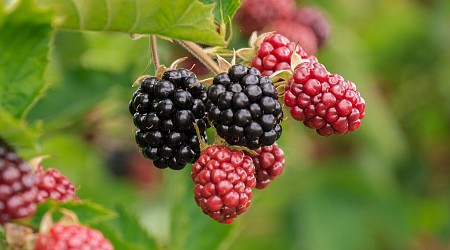 'New' herbicides in blackberry production could soon be an option for growers