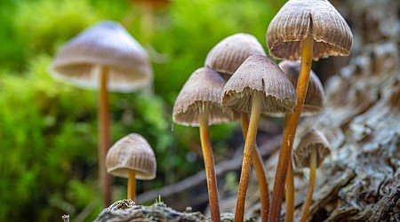 Study Finds Colorado Most Interested In Psychedelics And Microdosing