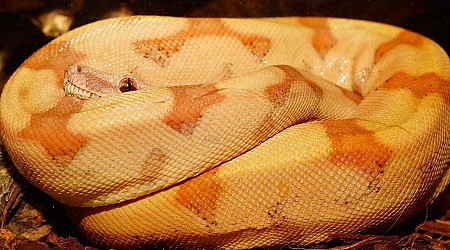 Yellow boa constrictor found wandering in Kentucky neighborhood