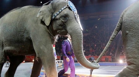 New Mass. law bars circuses from using elephants, lions, giraffes