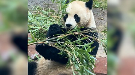 WATCH: 1st new pandas to arrive in US in over 20 years are about to make their debut