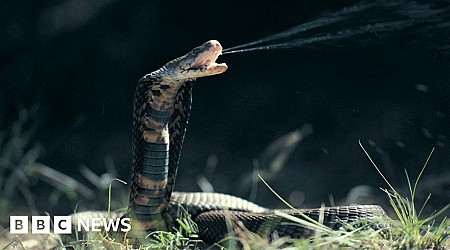 Common blood-thinning drug neutralises cobra venom