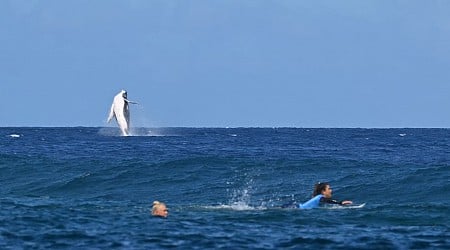 Humpback Whale Drops In on Olympic Surfing Finals in Tahiti