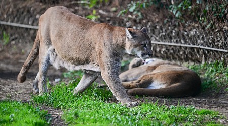 First U.S. Case of Fatal Brain Virus Found in Colorado Mountain Lion