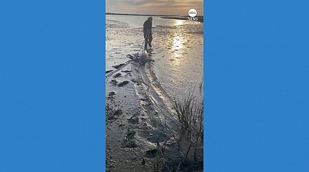 WATCH: Man rescues stranded dolphins on Argentina beach