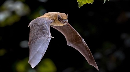 Les chauves-souris sont de retour : pourquoi c'est une bonne nouvelle